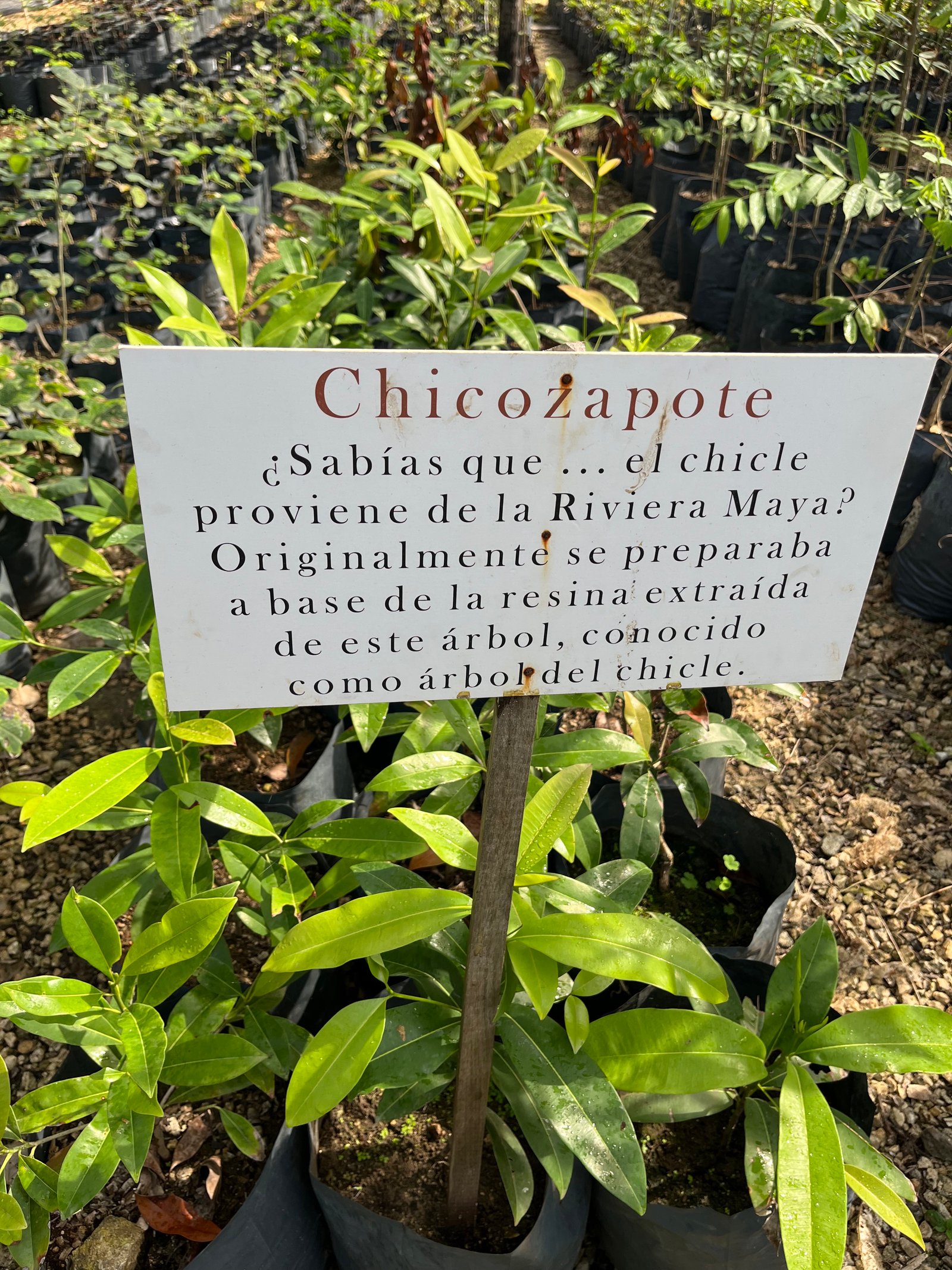 Chicozapote garden