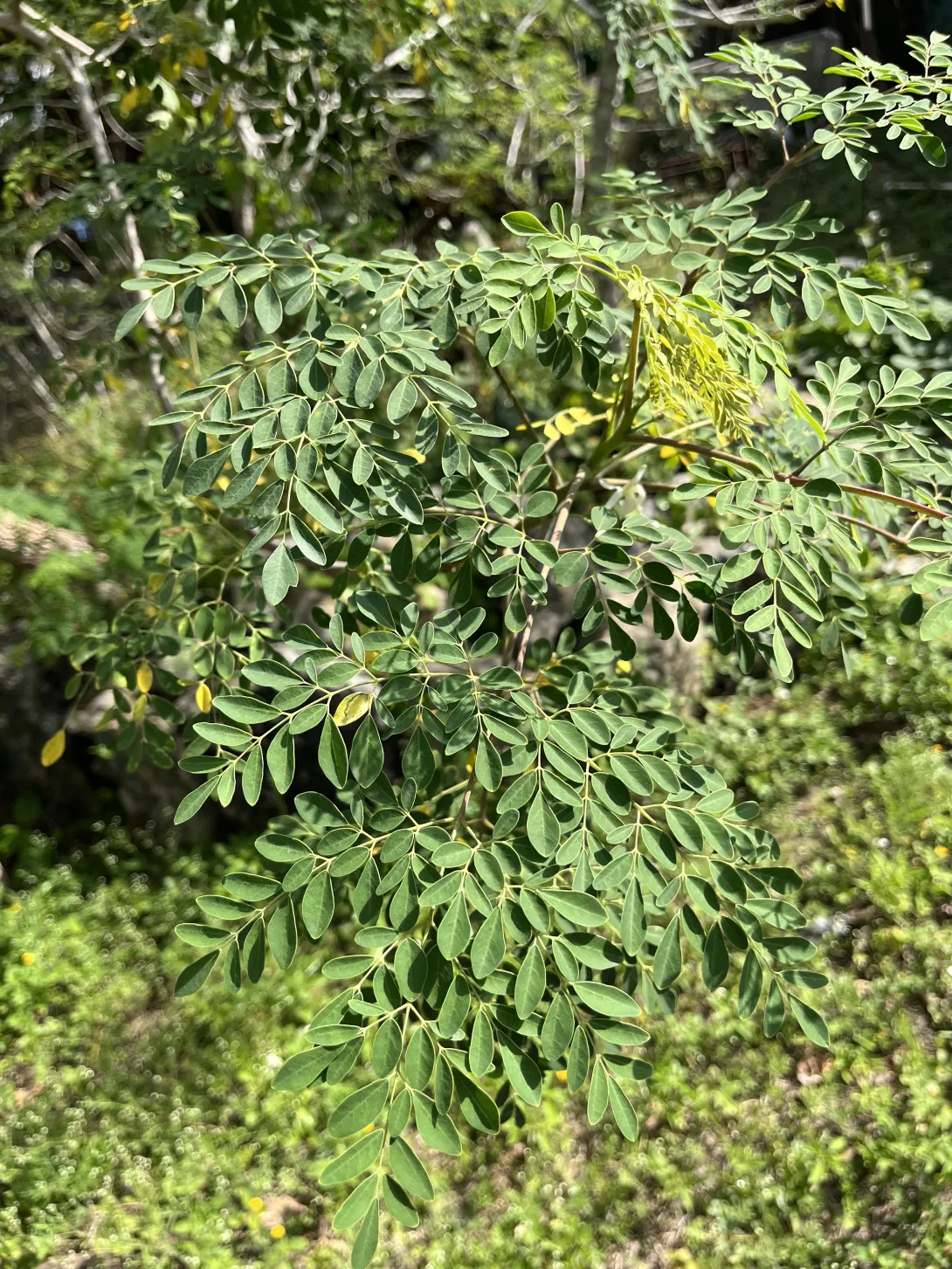 Moringa Plant - Tree of Life